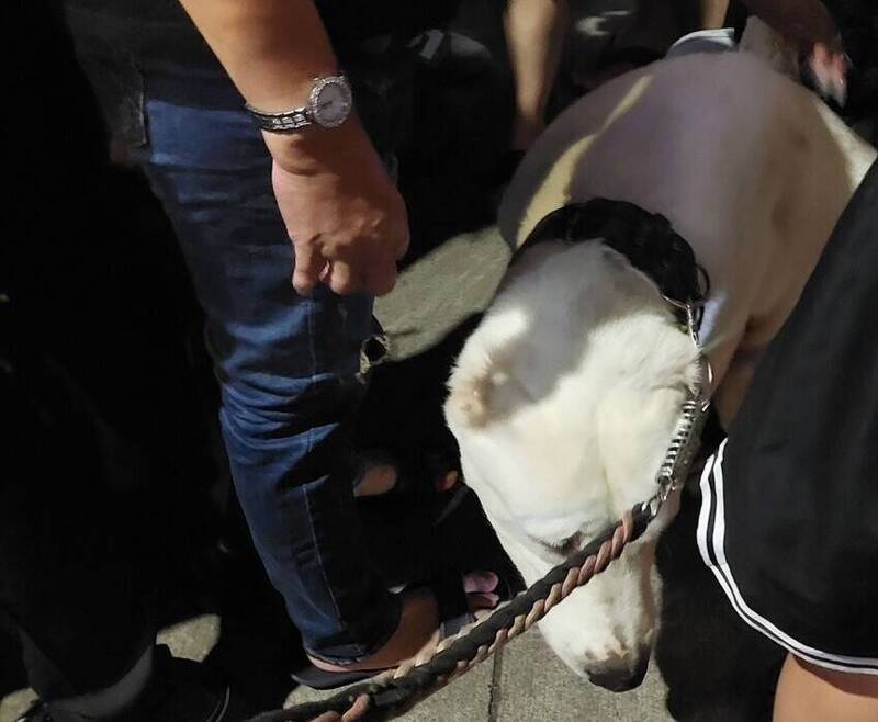飼主帶中亞牧羊犬逛瑞豐夜市，一對母女被嚇到要求道歉，引發口角糾紛。 圖：翻攝畫面