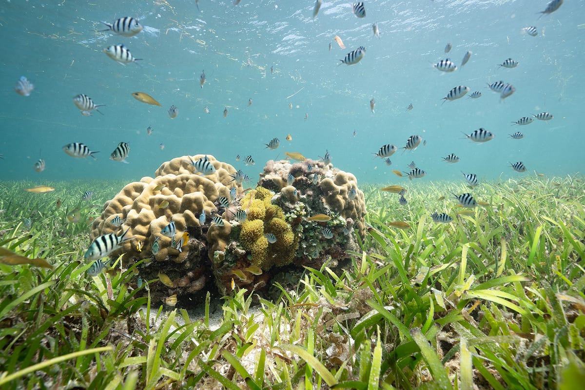 東沙環礁國家公園擁有最大面積海草床，是許多生物幼時孵育場所及草食性魚類與海。 圖：國家公園署提供