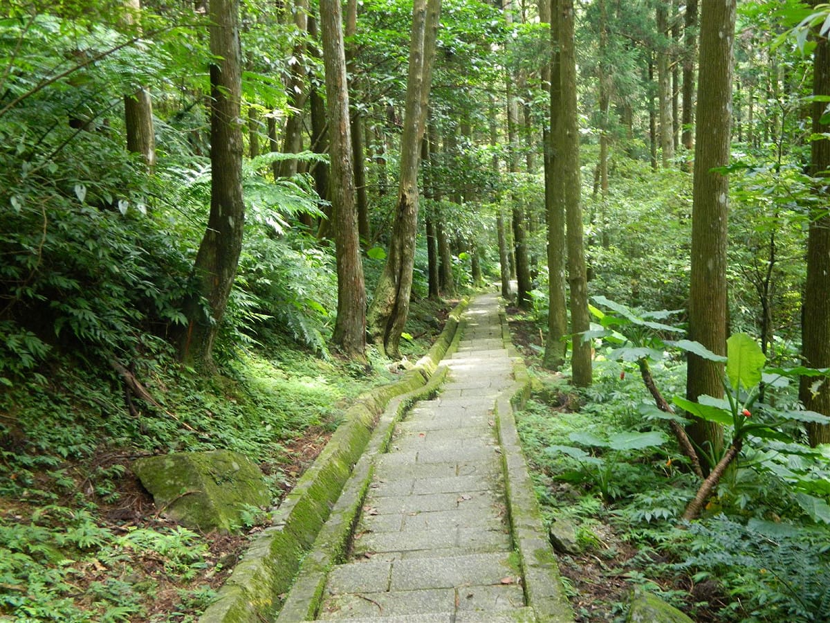 滿月圓柳杉林步道。 圖：新竹分署／提供