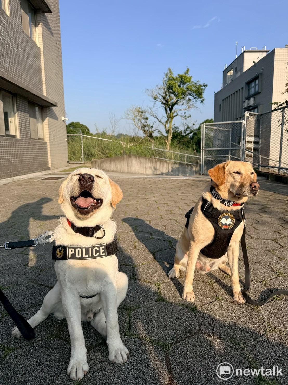 內政部指出，無論是打擊犯罪的警犬或與時間賽跑的搜救犬，皆需與領犬員經過長時間相處與訓練，以培養出絕佳默契。 圖：內政部提供