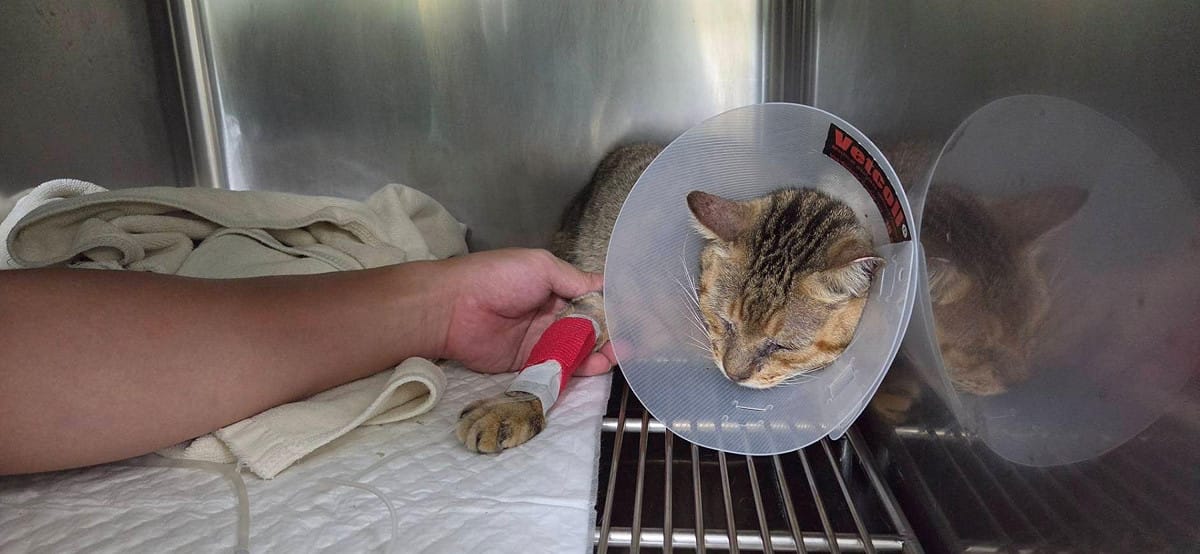 飼主應尋求合法動物醫院，以維護動物醫療品質。 圖：新北市動物保護防疫處／提供