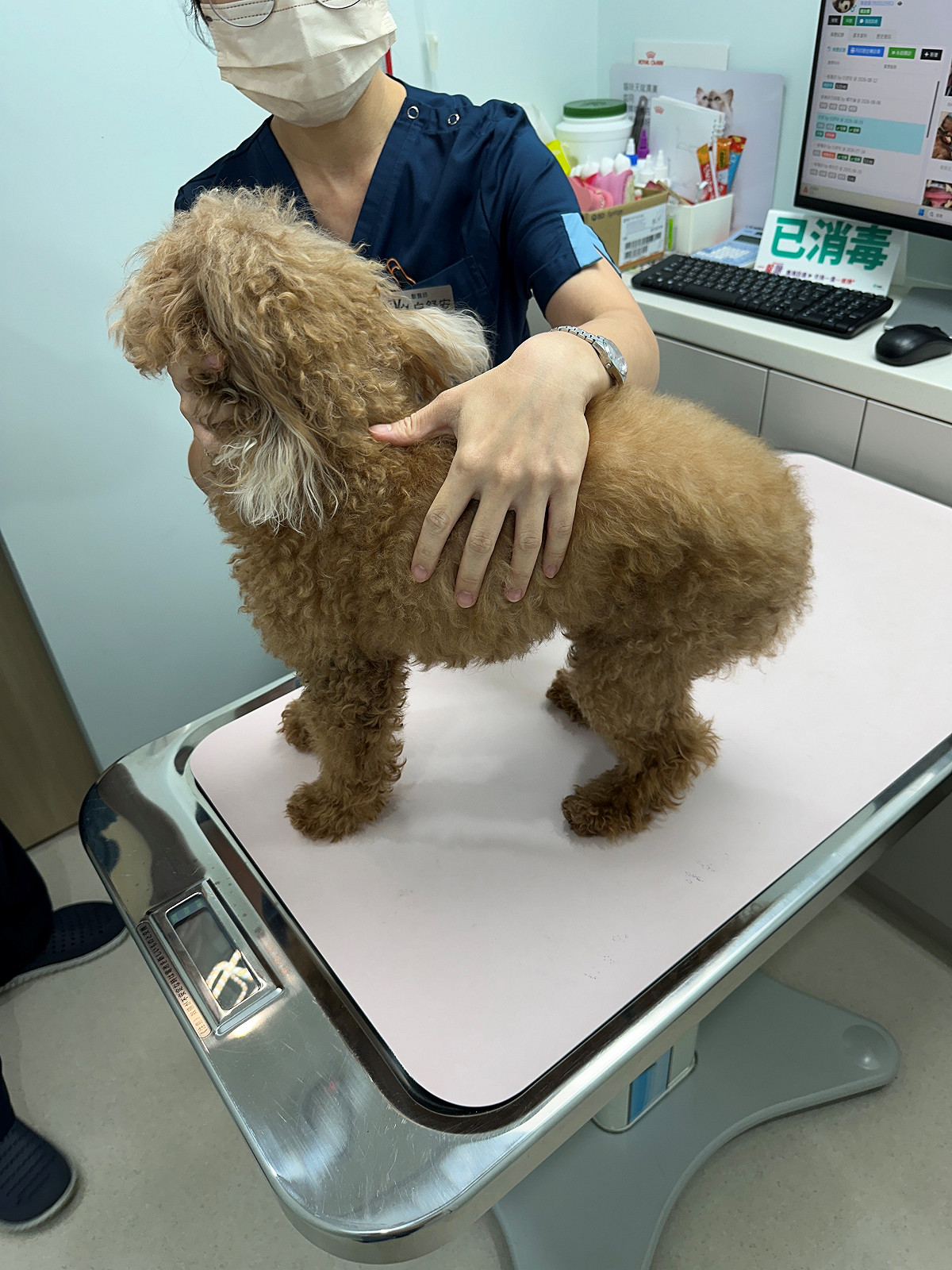 獸醫師檢查動物健康狀況，並依動物病情評估後續醫療及照護需求。 圖：新北市動物保護防疫處／提供