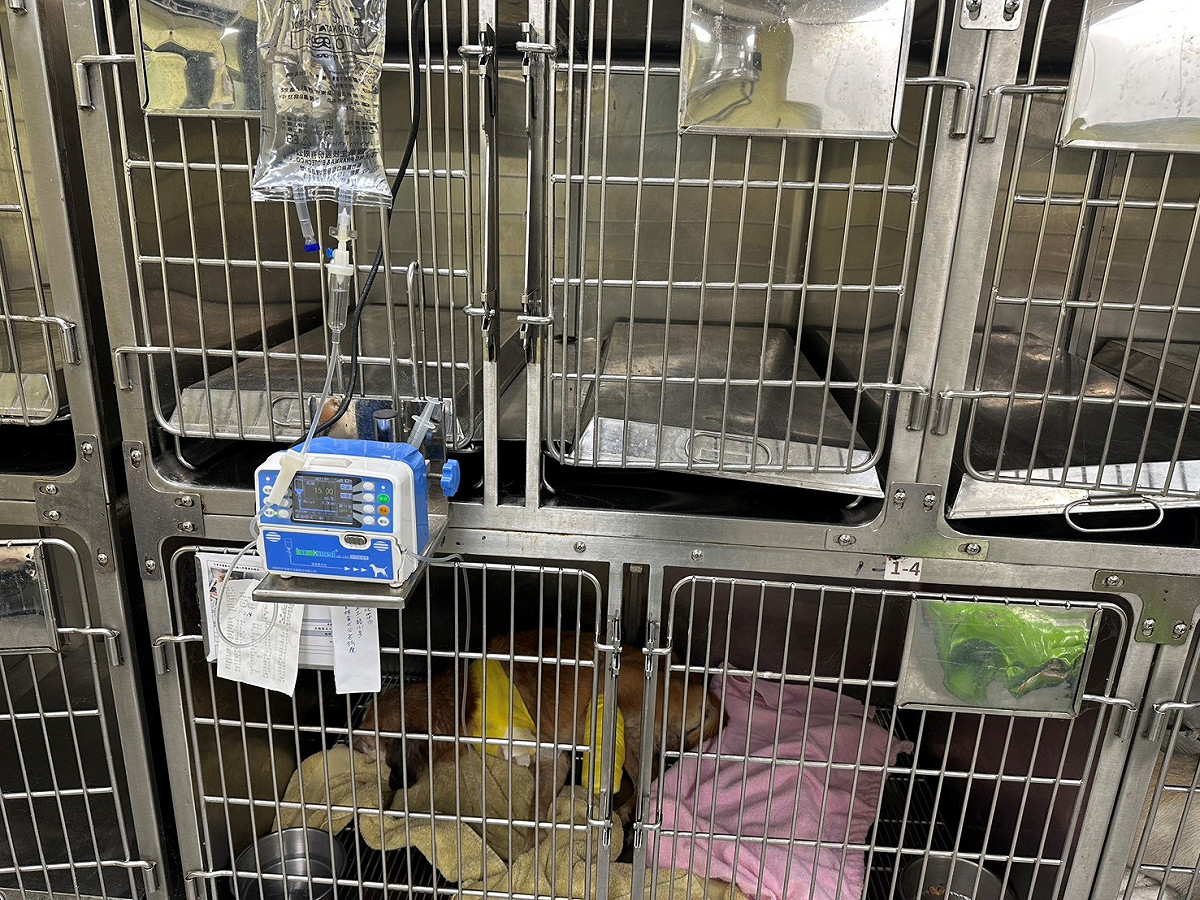 輸液屬醫療行為，寵物業者切勿擅自執行。 圖：新北市動物保護防疫處／提供