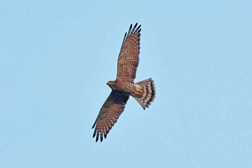 有「國慶鳥」之稱的灰面鵟鷹2026年秋過境情形不同以往，賞鷹達人蔡乙榮表示，過去40年主要過境期落在10月中旬，今年10月上旬就已見大量入境。圖為7日在屏東縣滿州鄉港口村出現的灰面鵟鷹。（賞鷹達人蔡乙榮提供）中央社記者黃郁菁傳真 115年10月8日