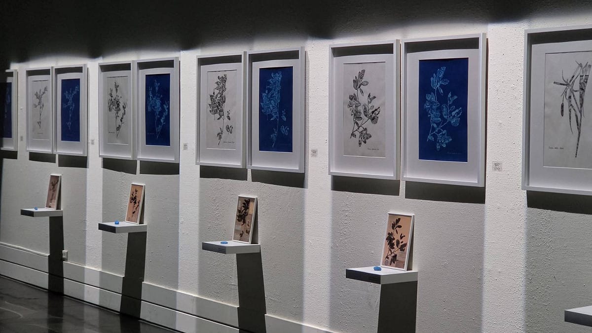 《臨海之地－劉子平個展》除展出氰版藍曬作品外，也並列呈現手繪感光黑稿，並透過藍曬呈現11種代表性植物，串起觀看地方風土與人地關係的線索。 圖：台東縣文化處／提供