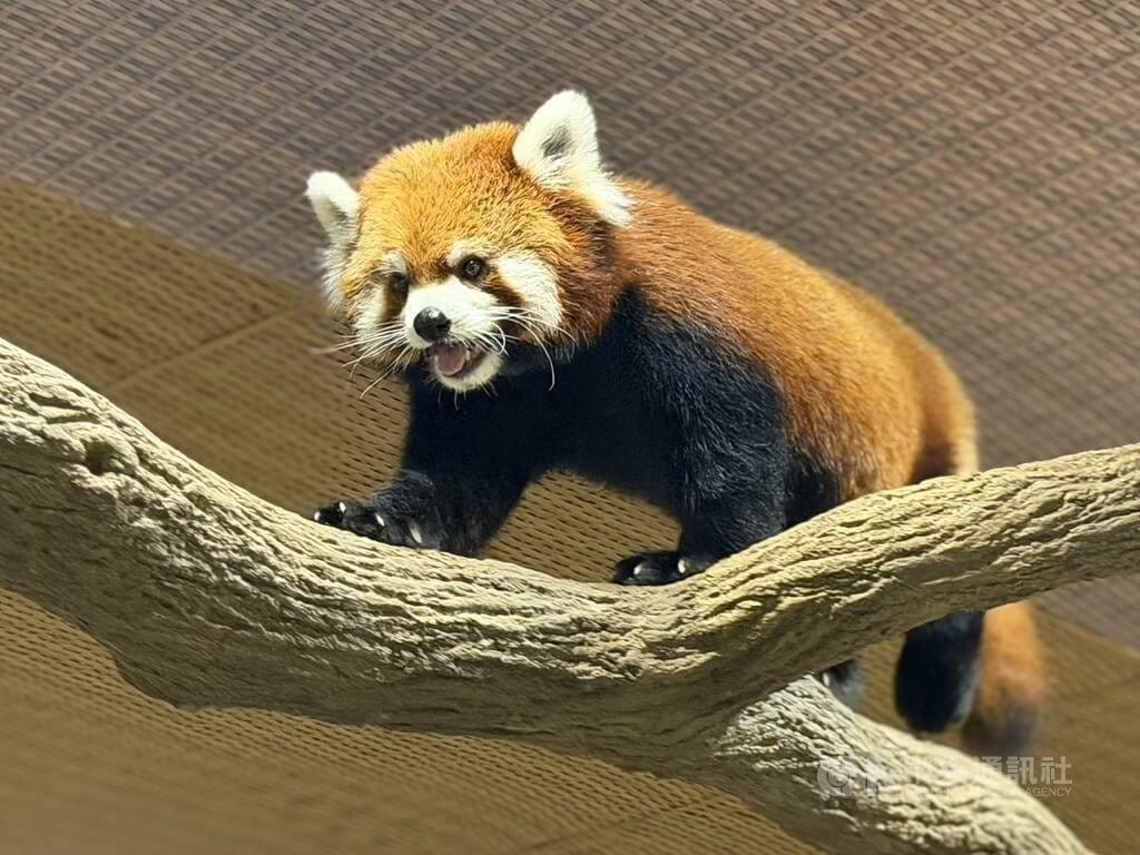 台北動物園雄性小貓熊「奇奇」6月從台灣出發、抵達新加坡動物園檢疫舍，對外亮相後成為新加坡動物園的小明星。中央社記者吳昇鴻新加坡攝　115年10月12日