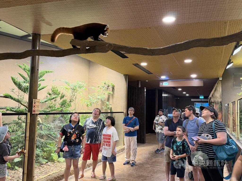 台北動物園雄性小貓熊「奇奇」6月抵達新加坡動物園，近期對外亮相，在新加坡動物園與遊客互動。中央社記者吳昇鴻新加坡攝　115年10月12日