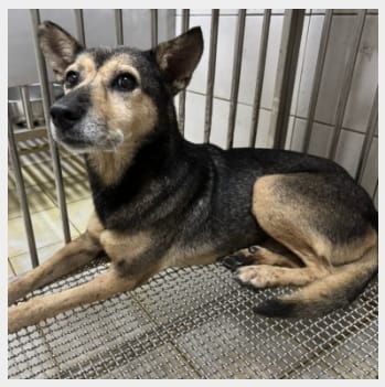 在動物之家等待飼主接牠回家 圖／新北市動保處提供