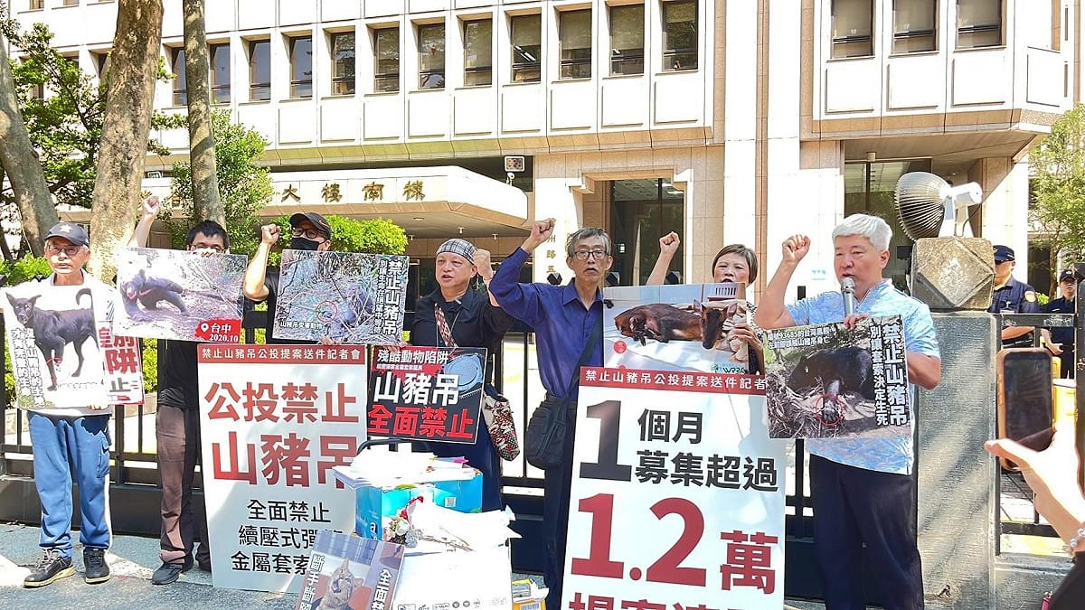 台灣動物共生聯盟、台灣動物保護行政監督聯盟等動保團體，再次發起「禁用山豬吊」公投，將募集逾1.2萬份提案書送交中選會。 圖：台灣動物保護行政監督聯盟提供