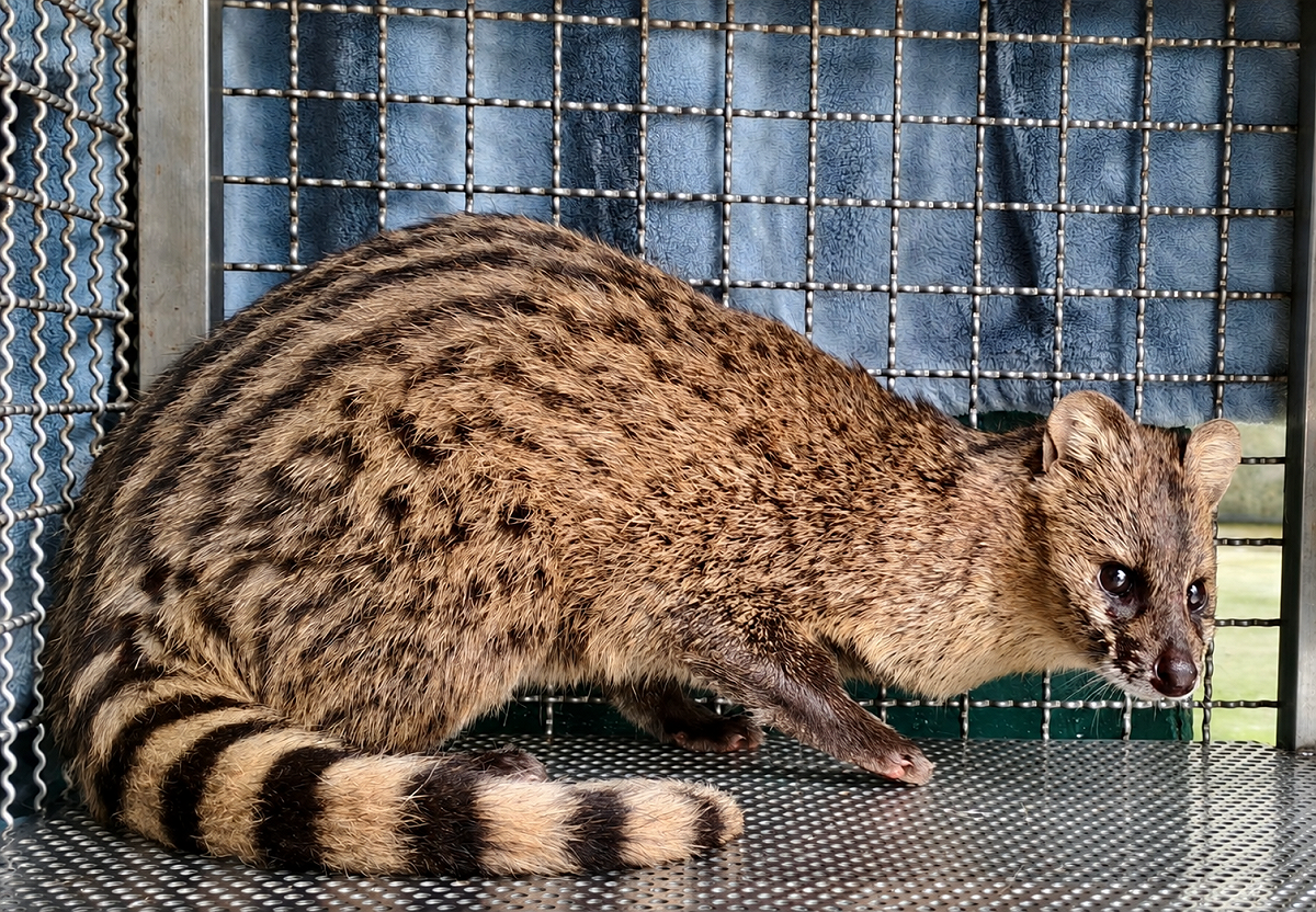 二級保育類麝香貓誤入誘捕籠。 圖：新北市政府動物保護防疫處／提供