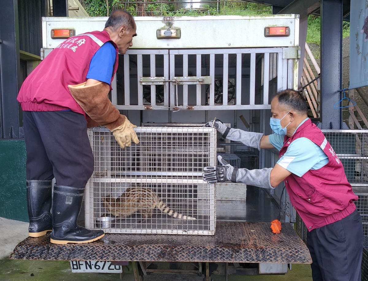 動保處獸醫人員穿戴防咬手套安全運送。 圖：新北市政府動物保護防疫處／提供