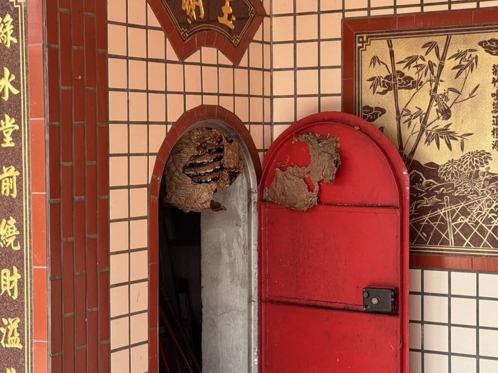 苗栗縣頭屋鄉曲洞村19日上午發生蜂螫事件，有家族6人為籌備先人晉塔事宜勘查家族墓，打開鐵門赫見虎頭蜂窩並遭蜂群攻擊。（民眾提供）中央社記者管瑞平傳真　115年10月19日