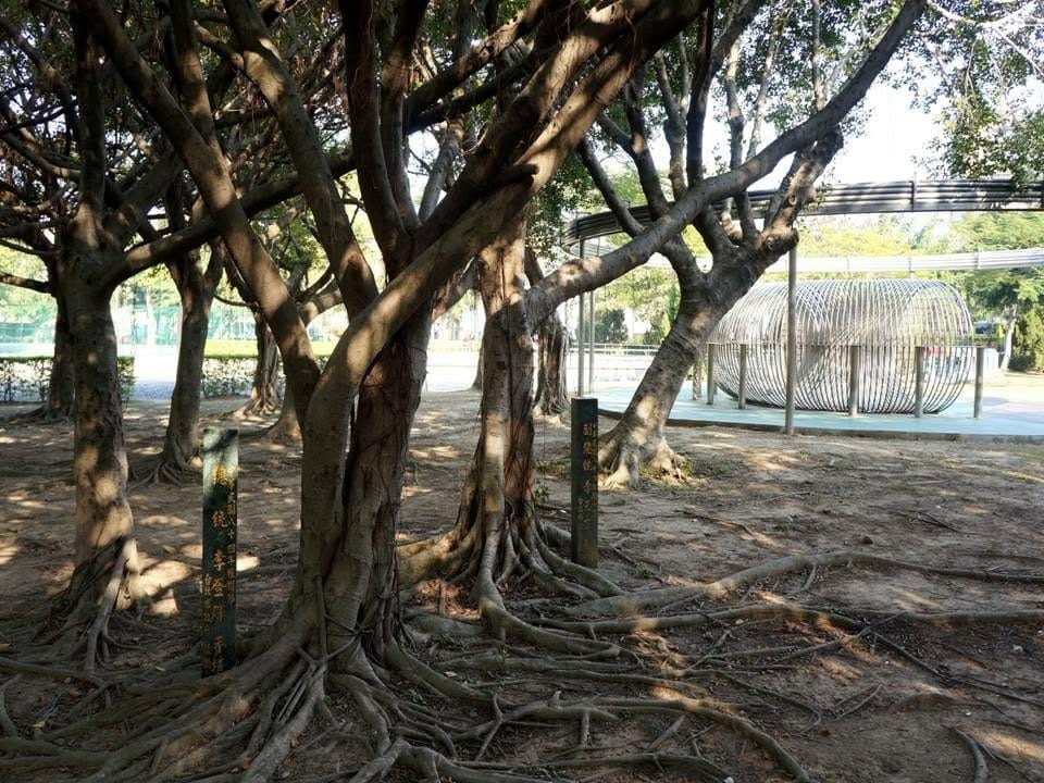 台灣樹人會秘書長潘翰疆在臉書發文揭露，台北美崙公園的李登輝、李元簇手植樹遭台北市政府移除。 圖：翻攝潘翰疆臉書粉專