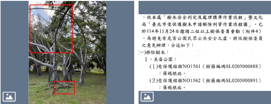 公園處今（19）天以新聞稿鄭重澄清，美崙公園這兩株樹木皆罹患褐根病，並經專家鑑定確認，因公園內活動民眾多，顧及可能有無預警倒塌風險，今年初予以移除。 圖：擷自公園處官網
