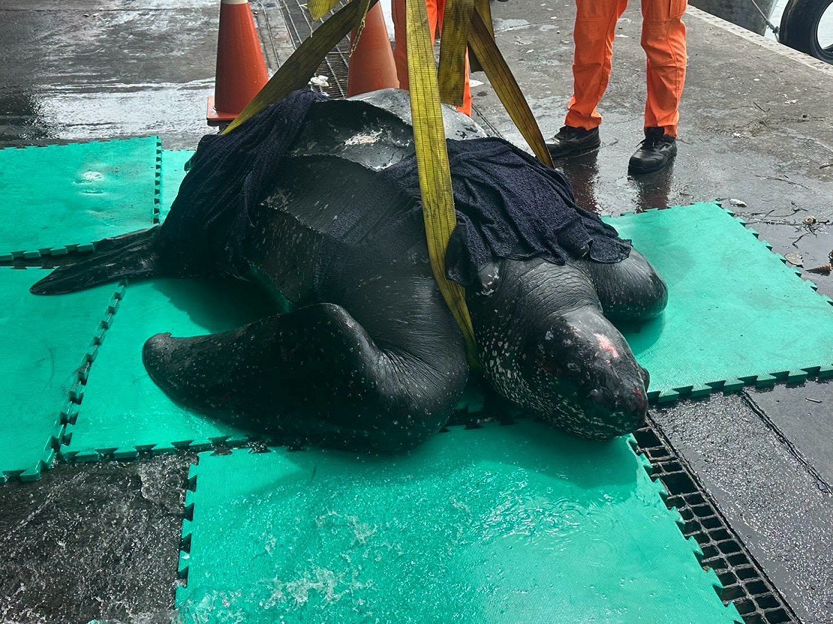 為了減輕體型龐大的革龜在陸地上承受的自身體重壓迫，海巡及海保署等相關單位特別在碼頭地面鋪設綠色軟墊並在革龜背甲上覆蓋濕布，防止其皮膚脫水乾裂。 圖：翻攝自「海巡署南部分署-南部海巡瘋開講」臉書