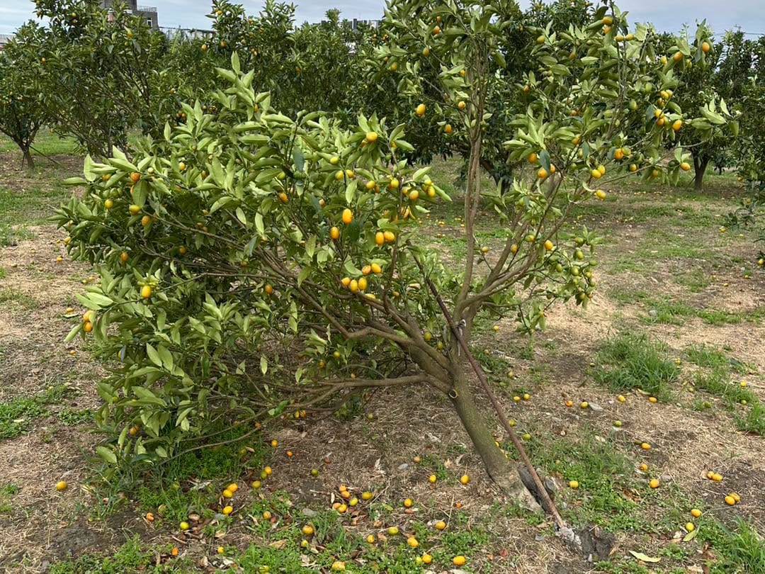 受薔琵颱風的影響，造成農作物受損(農作物受損示意圖) 圖：取自農業部臉書粉專