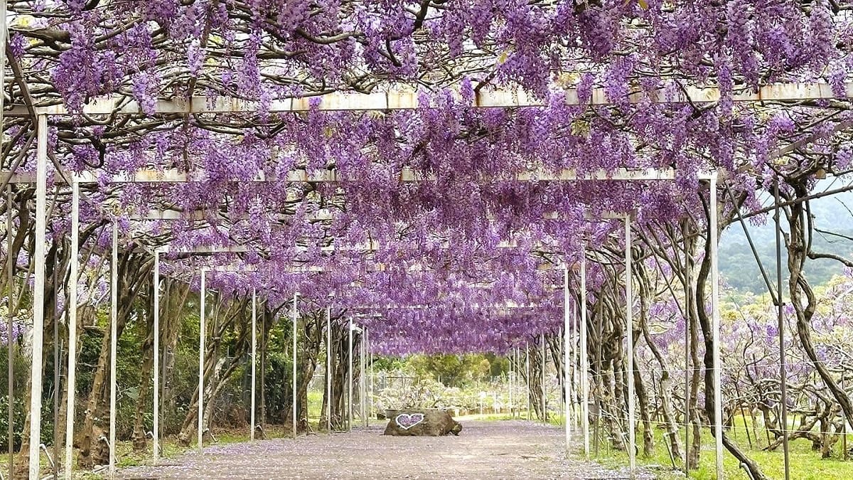 淡水紫藤花園從2001年開園至今，已成紫藤花季必訪的景點之一，不過今日創辦人賴文鏗拋出震撼彈表示，雖然在2022年就曾經宣布過停止營業。（資料照） 圖：取自淡水紫藤花園一號屯山園區（原紫藤咖啡園一店）臉書