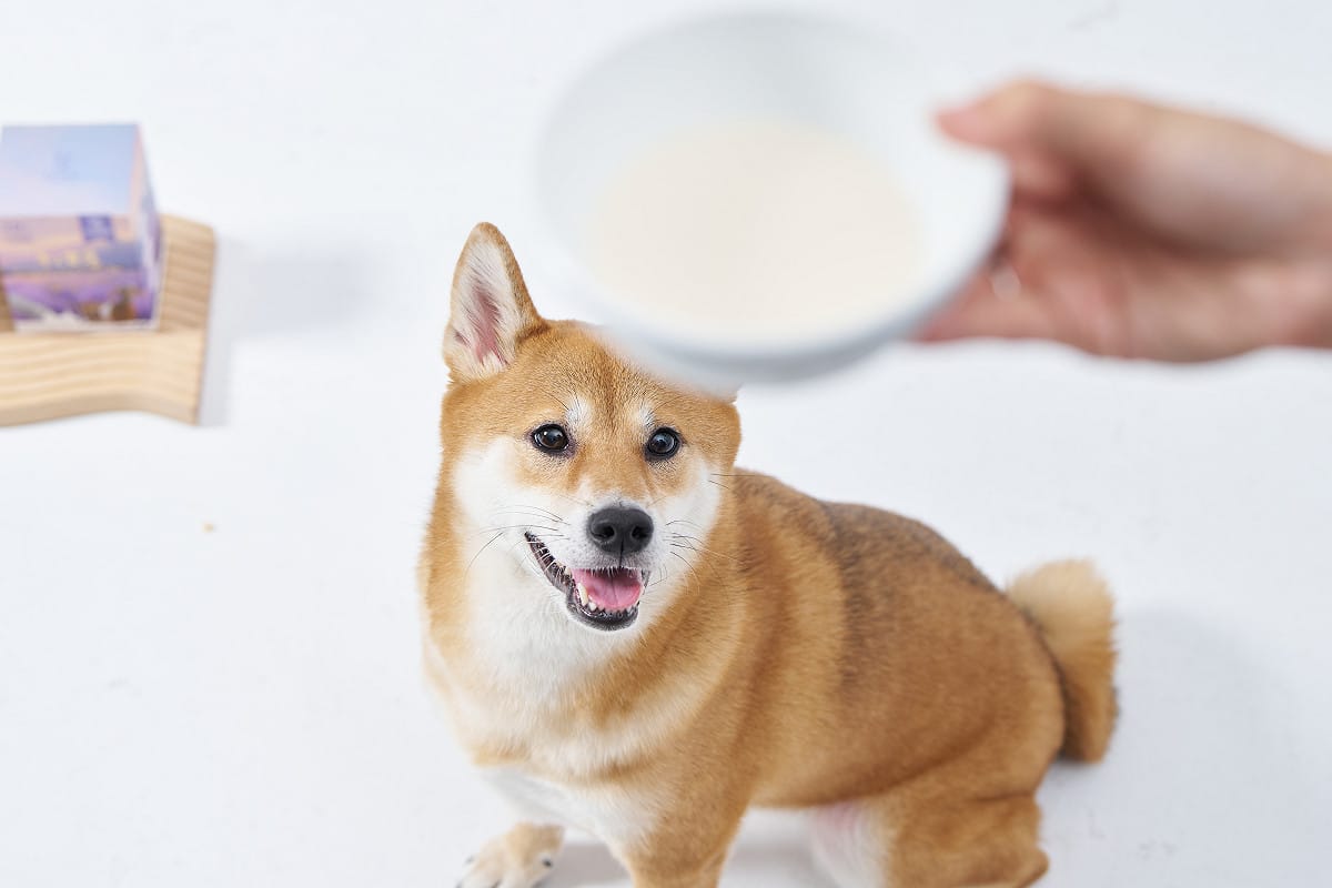 15歲老犬引發傳統羊乳世家二代開發適合毛孩熟齡照護的新產品。 圖：來福與旺財／提供