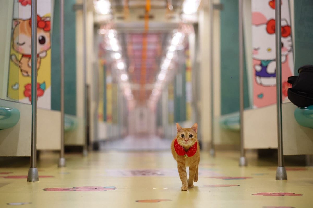 高捷紅線營運18年以來首見的「全車內外彩繪貼」主題列車，更推出專屬商品館展售限定商品，美麗島站出入口亦同步展開四色光影應援。 圖：高雄市政府／提供