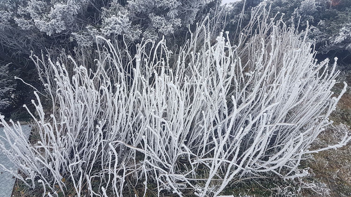 今天(5)清晨在武嶺下起冰霰，稍後玉山也出現霧淞。 圖：中央氣象局提供