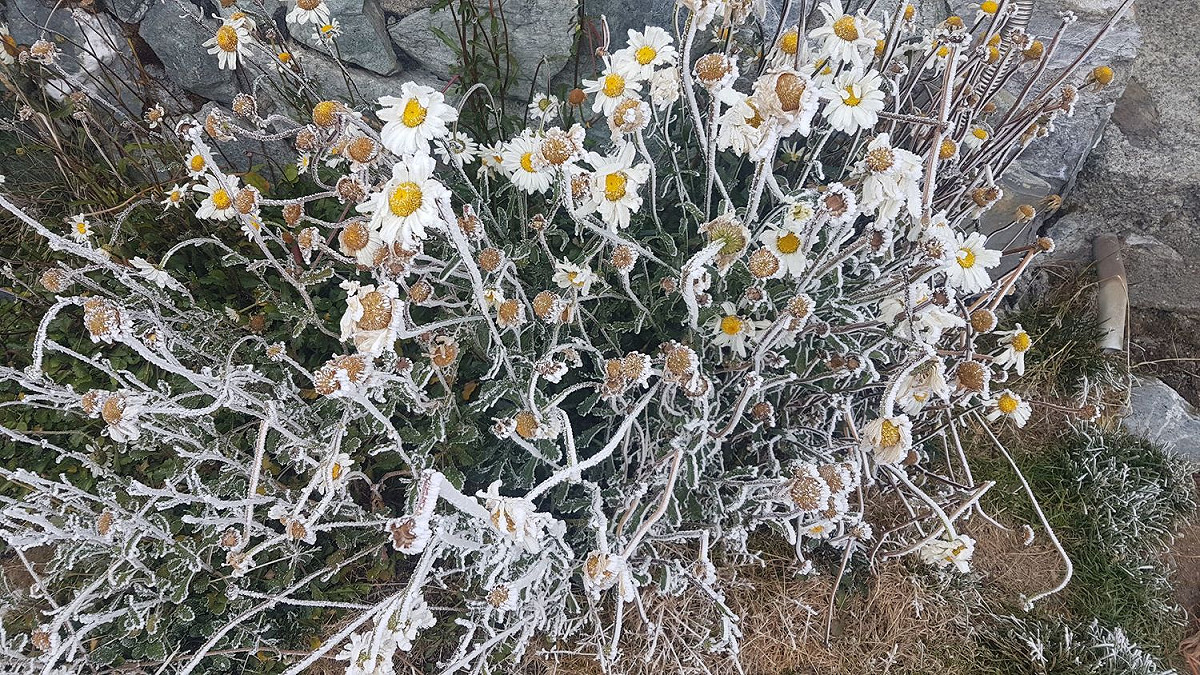 週四之後會有第二波大陸冷氣團南下，高山也有可能出現降雪。 圖：中央氣象局提供