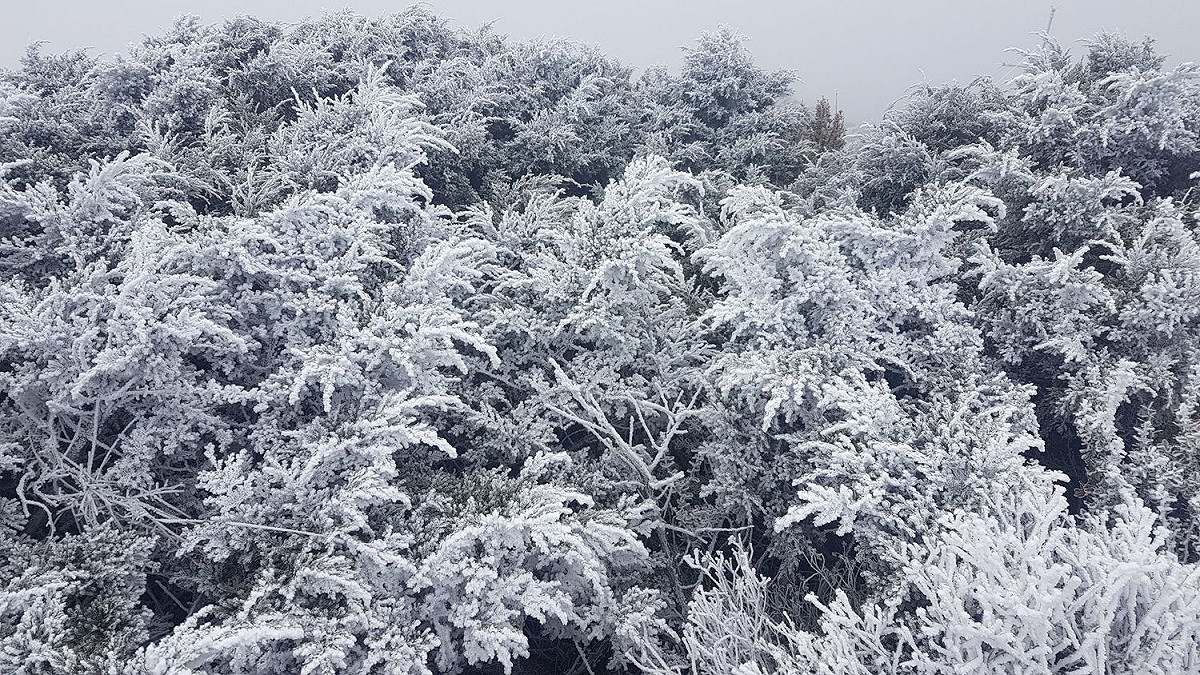 雖然第二波冷氣團大氣條件並沒有首波好，但氣象局仍不排除降雪可能。 圖：中央氣象局提供