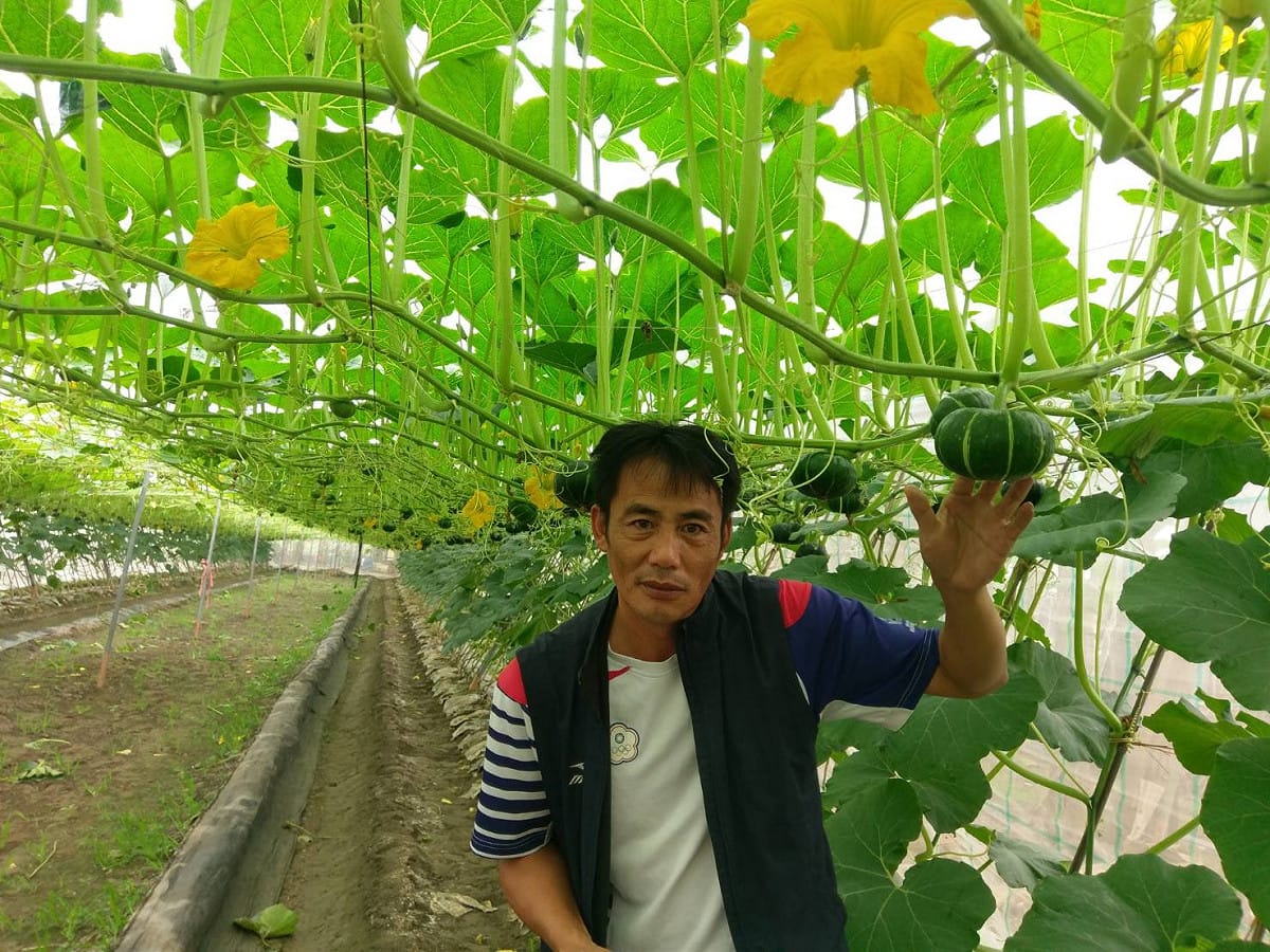李文修的瓜棚一片翠綠，種植出的栗子南瓜甜美又好吃。 圖：李文修/提供