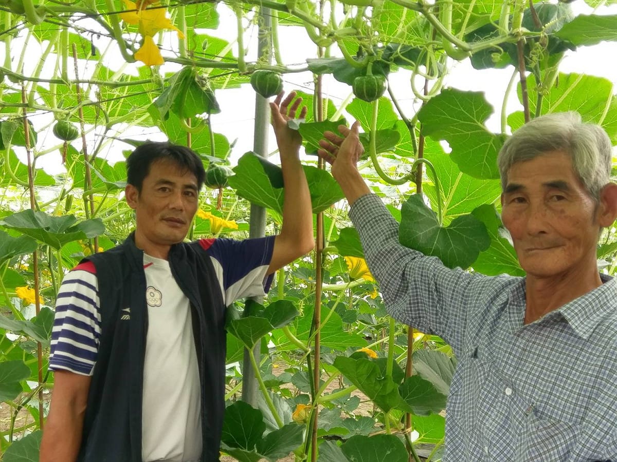 李文修的瓜棚一片翠綠，種植出的栗子南瓜甜美又好吃。 圖：李文修/提供