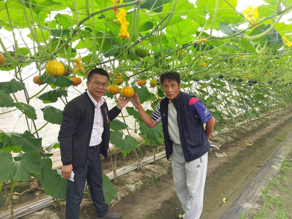 李文修的瓜棚一片翠綠，種植出的栗子南瓜甜美又好吃。 圖：李文修/提供