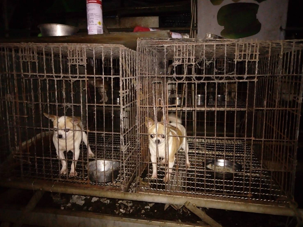 動保處在三峽山區非法繁殖場，一舉起獲56隻品種犬。 圖 : 翻攝新北市動保處網站