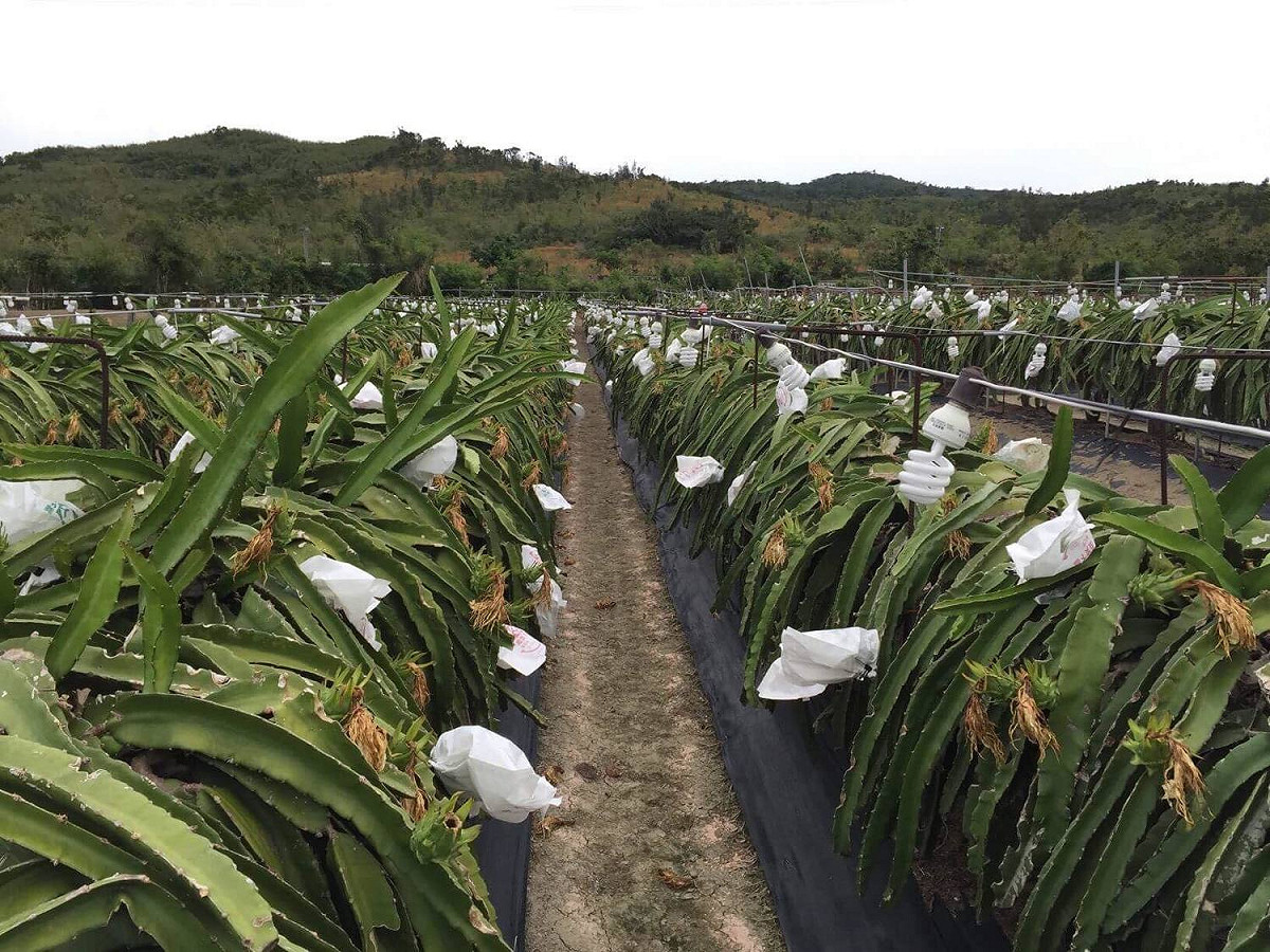 田地中火龍果穿上「衣服」減少寒風侵襲。 圖：《紅龍果小王子 賴彥銘》FB提供