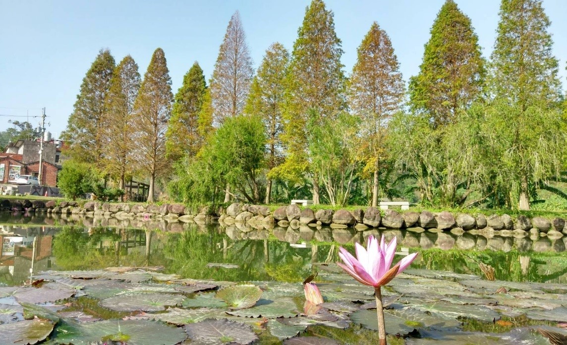 綠意盎然的落羽松，別有一番風味。 圖: 翻攝自北埔六塘石柿餅-落羽松官方臉書粉絲專頁