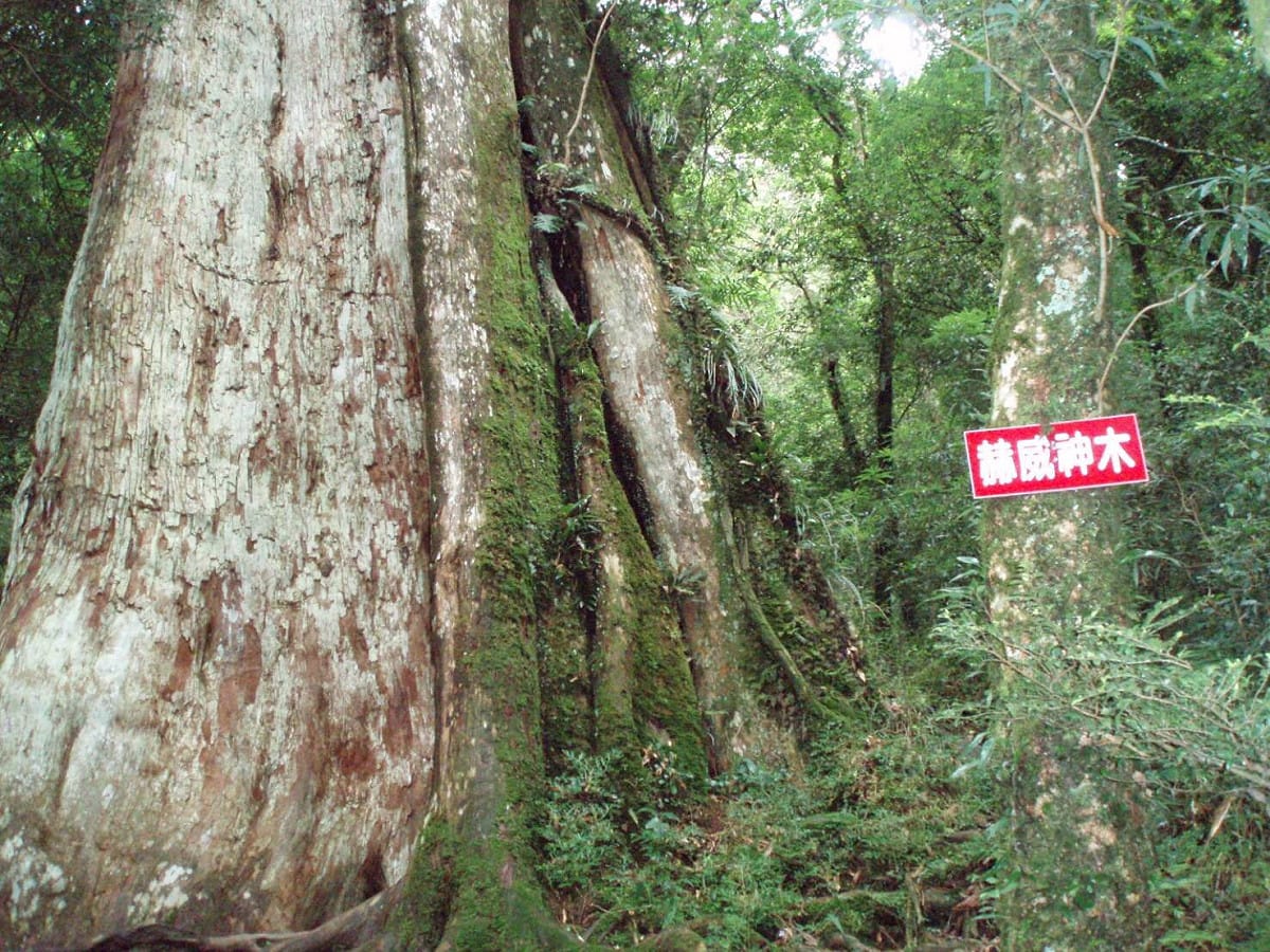 桃園市復興區「小烏來風景區」的「神木群」，是離雙北最近的「神木群」，只要2-3小時的時間就能親近。就在桃園市復興區「小烏來風景區」，「赫威神木」樹如其名，高大直挺威猛的紅檜巨木。 圖: 桃園市府提供