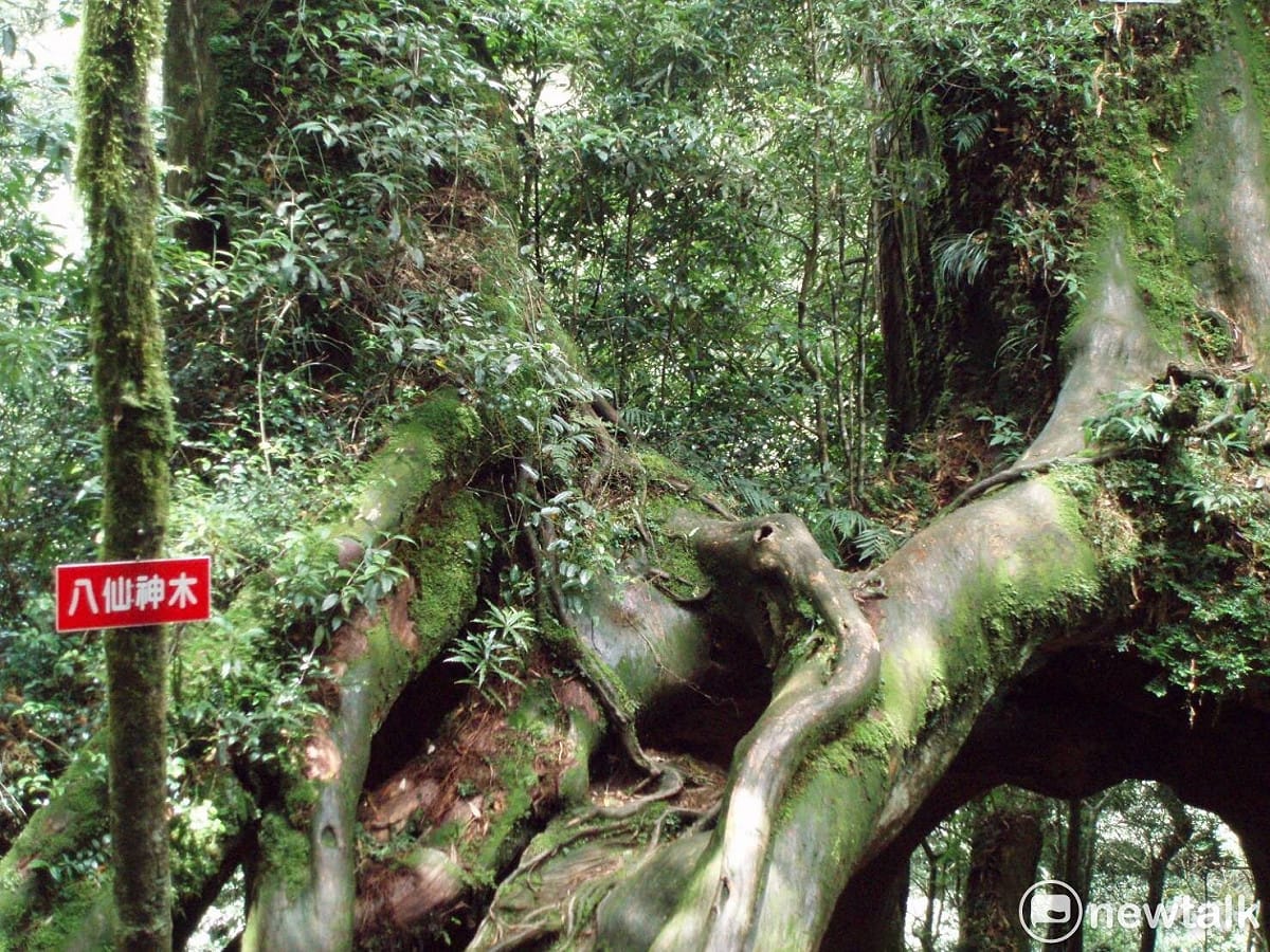 桃園市復興區「小烏來風景區」的「神木群」，是離雙北最近的「神木群」，只要2-3小時的時間就能親近。就在桃園市復興區「小烏來風景區」，「八仙神木」，樹底成大洞，8幹向上長。 圖: 桃園市府提供