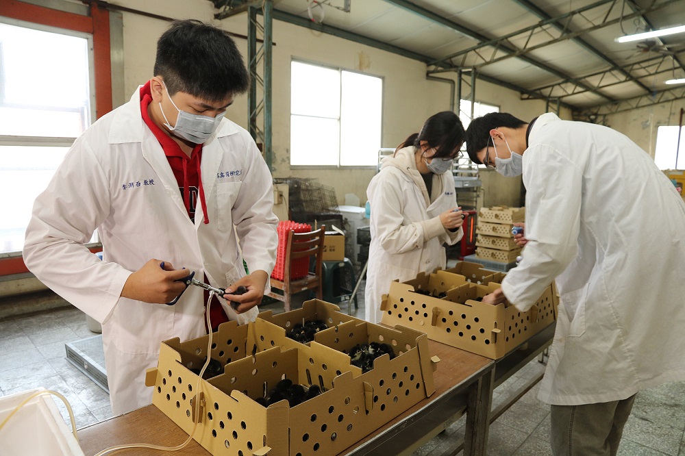 金門雛雞孵化後，由興大動科系團隊注射疫苗。 圖：中興大學提供