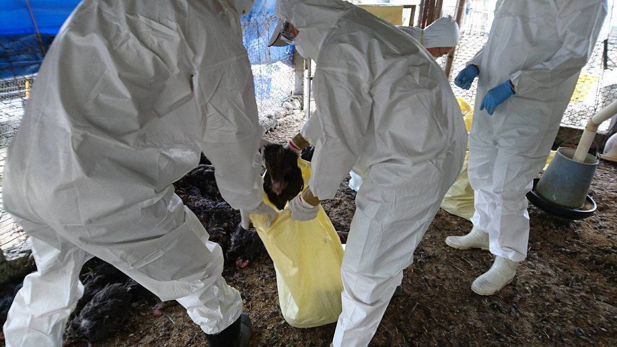 屏東縣鹽埔鄉驚爆有土雞場確診為H5N2亞型高病原性禽流感，動物防疫所執行撲殺作業，撲殺4,849隻黃金土雞。 圖：屏東縣政府/提供
