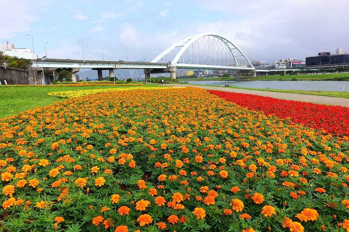 觀山河濱花海。 圖：台北市政府提供