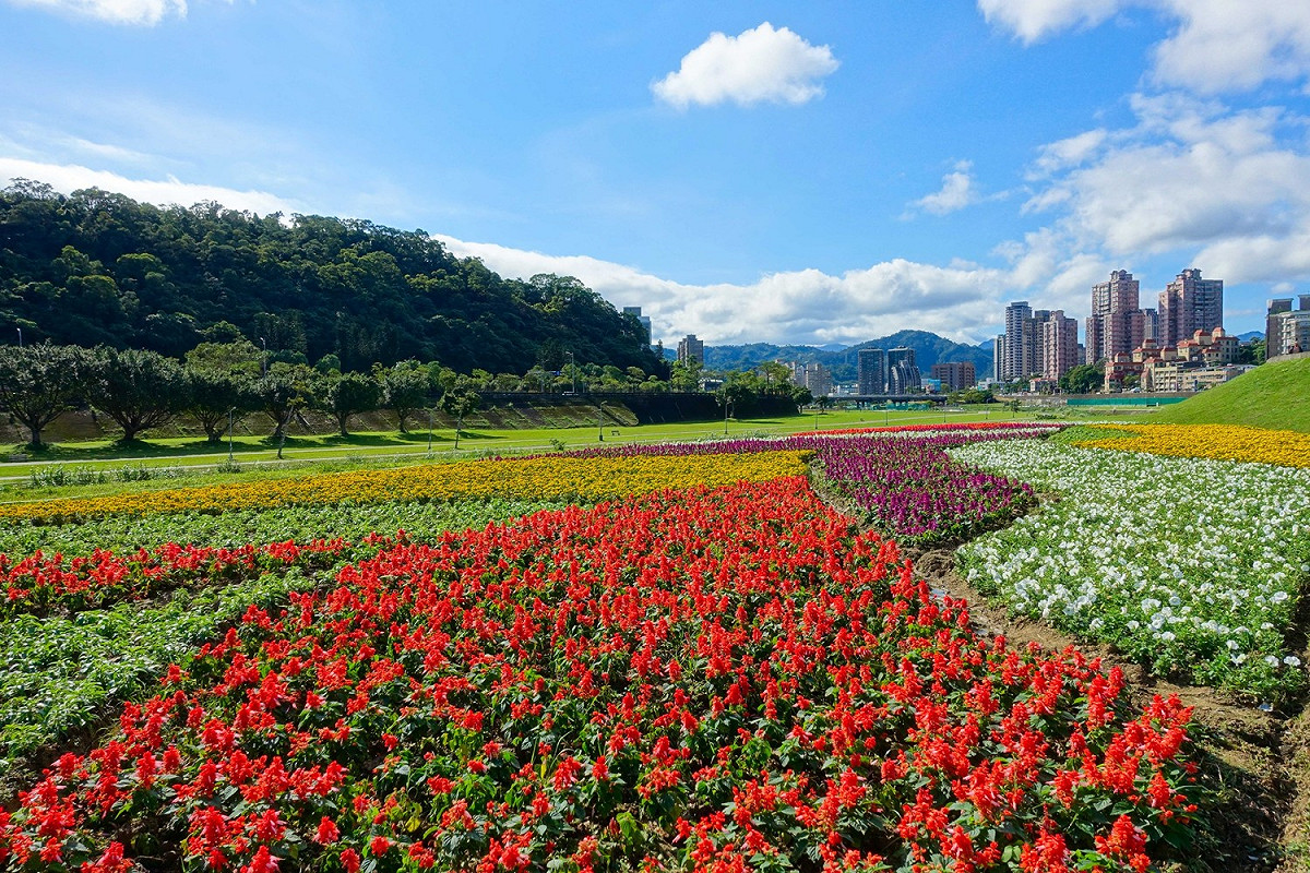 捷運木柵站1號出口旁堤頂的道南河濱花海。 圖：台北市政府提供