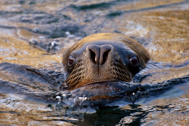 海獅在海裡的模樣相當可愛。 圖：取自pixabay.com