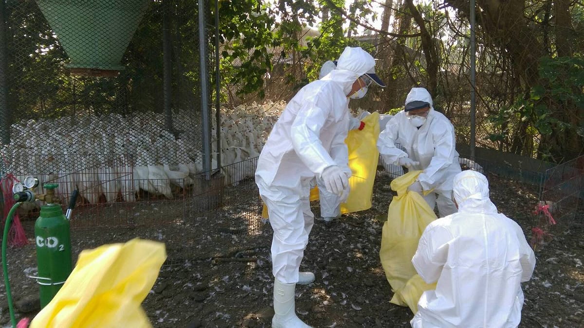 屏東縣動物防疫所今 (1) 日在枋寮鄉1處肉鴨場檢體確診H5N2亞型高病原性禽流感陽性，赴該場撲殺5,510隻肉鴨。 圖 : 屏東縣政府/提供