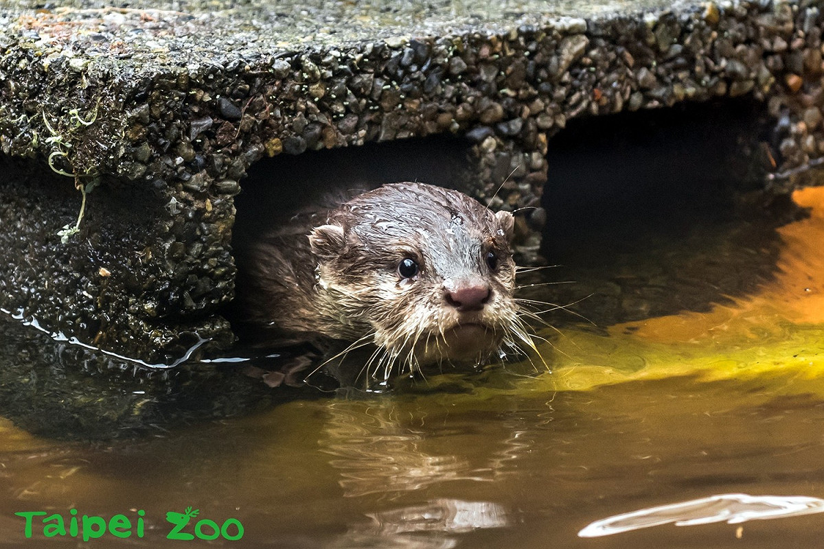 水獺寶寶在水裡面玩抓迷藏模樣好有趣。 圖：台北市動物園提供