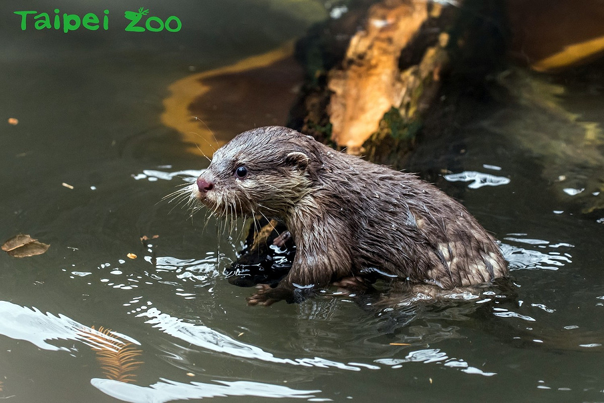 水獺寶寶仍在練習中，難免還感到害怕水的樣子。 圖：台北市動物園提供