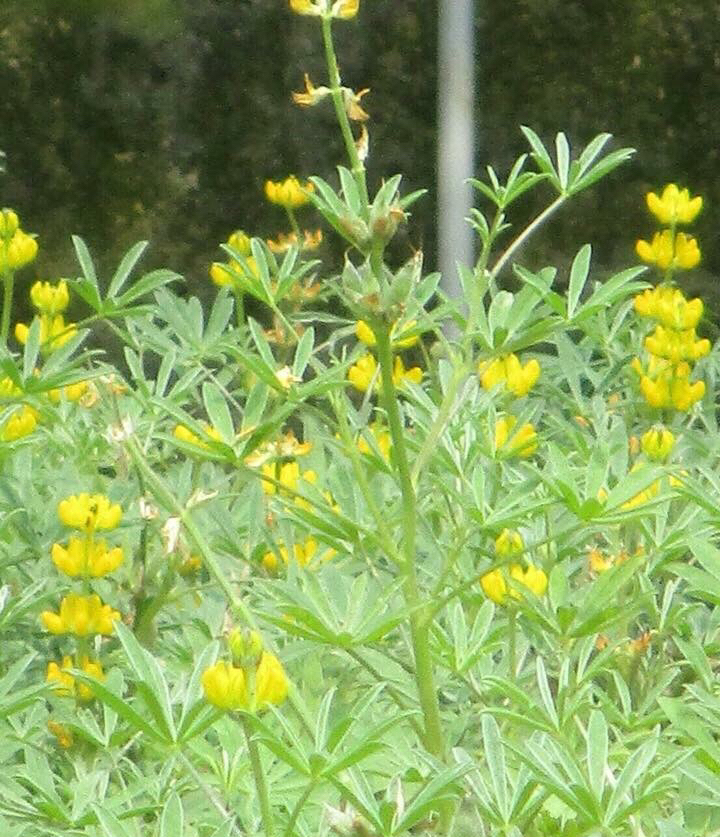 魯冰花 圖：翻攝自邱俊銘臉書