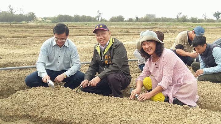 為了生長期需要75天到90天美麗海芋，大園區溪海里社區里民、花媽媽青年團隊及志工們，自去年12月中旬開始，合力挖溝、播種、放樣，陸續種下4萬顆的海芋種球，希望3月能繽紛登場，呈現美麗的彩芋給旅人欣賞。 圖：翻攝自邱俊銘臉書