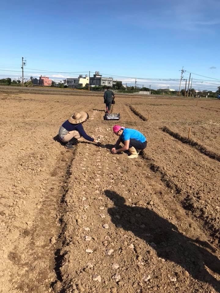 桃園市大園區溪海里社區里民、花媽媽青年團隊及志工們，自去年12月中旬開始，合力挖溝、播種、放樣，陸續種下4萬顆的海芋種球，希望3月能繽紛登場，呈現美麗的彩芋給旅人欣賞。 圖：翻攝自溪海社區發展協會臉書