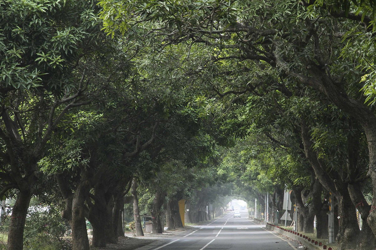 太康綠色隧道約長三公里，路段兩側種植數百株芒果樹，樹齡都超過五十年。 圖/張大魯攝