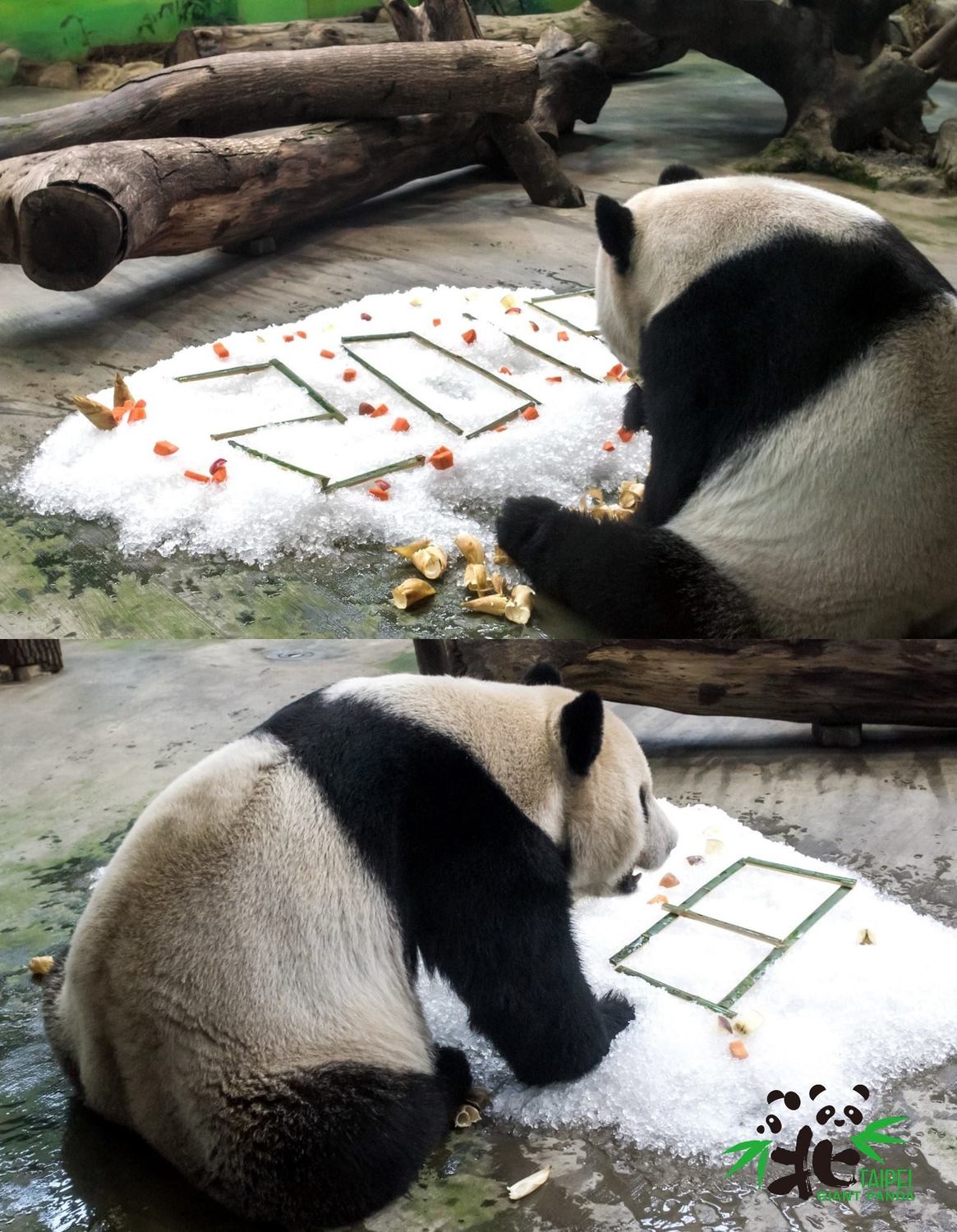 大貓熊團團準備大吃迎接2018年的下午茶餐點。 圖：《Taipei Zoo 臺北市立動物園》FB