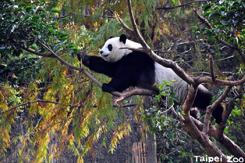 活潑圓仔還是喜歡在戶外活動。 圖：台北動物保育網提供