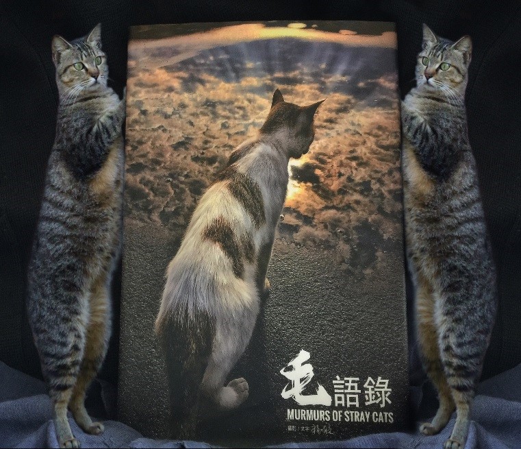 由攝影師楊明亮以一群流浪貓為主題的《毛語錄》，今天在台北益品書屋新書發表。 圖/益品書屋提供