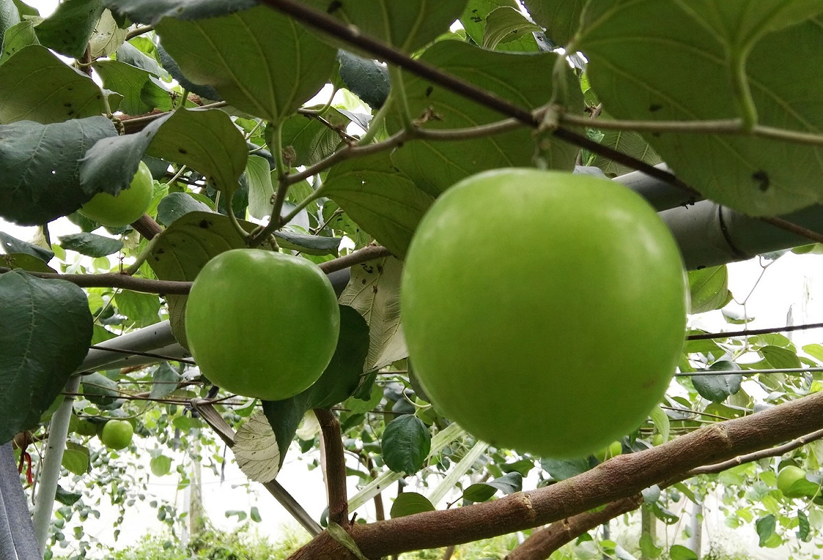 碩大甜蜜多汁的蜜棗。 圖： 農糧署/提供